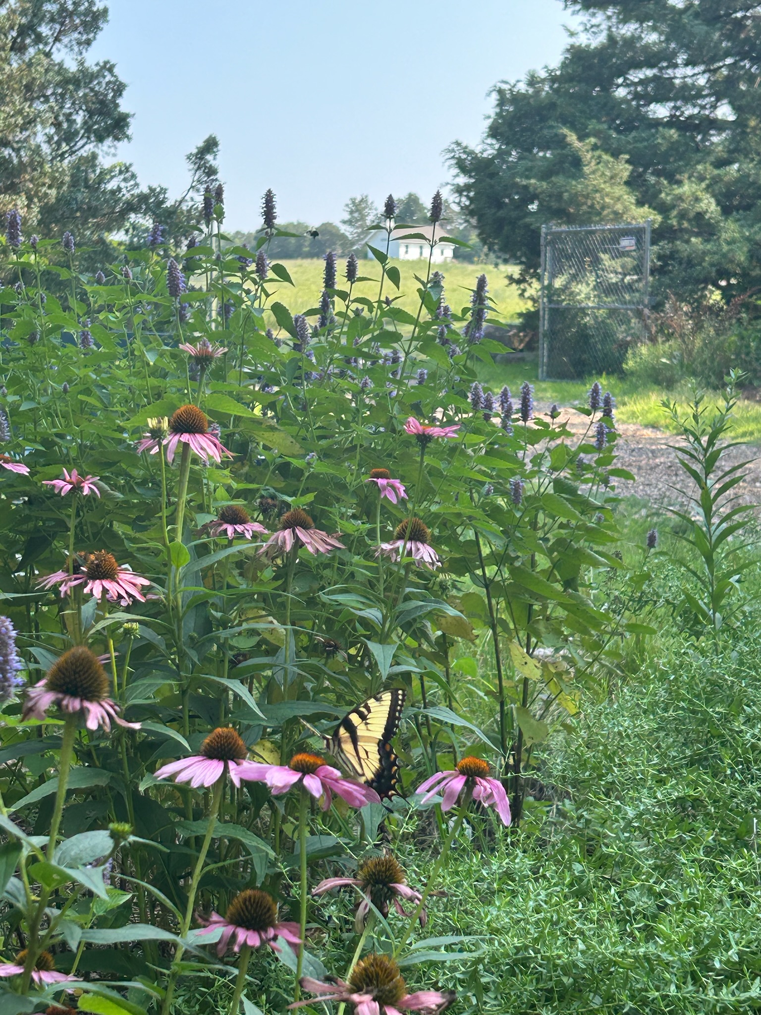 A swallowtail on prairie coneflowers